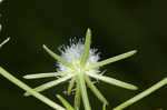 Rattlesnakemaster